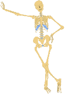 Human Skeleton Diagram Without Labels - ClipArt Best