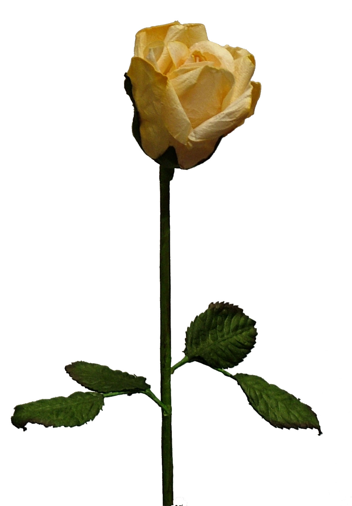 Single Long Stem Rose - ClipArt Best