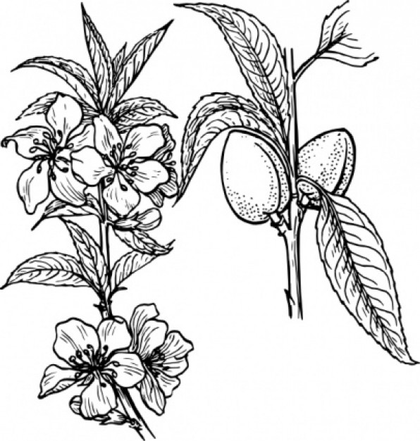 Almond Plant clip art | Download free Vector