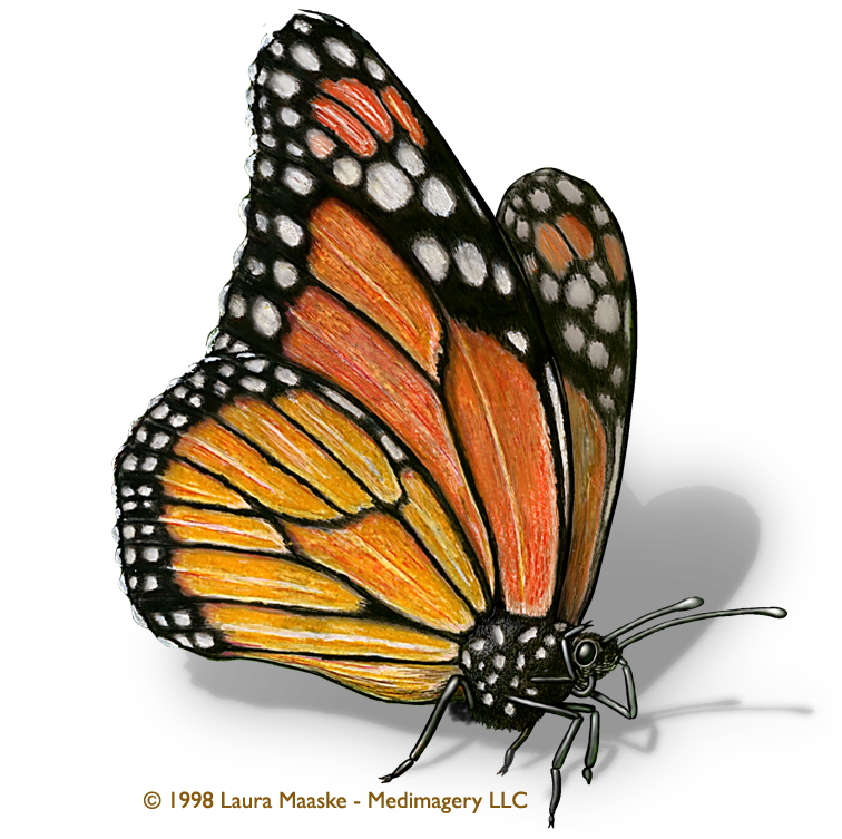 Butterfly Illustration | Free Download Clip Art | Free Clip Art ...