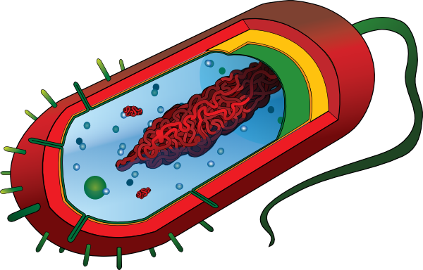 Unlabeled Animal Cell