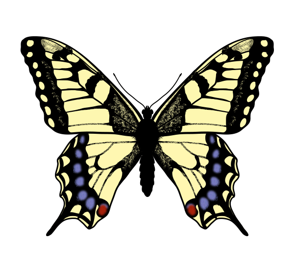 How to Draw Animals: Butterflies, Their Anatomy and Wing Patterns