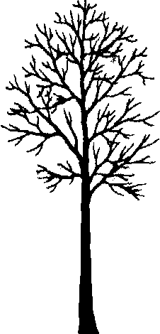Alnus rhombifolia