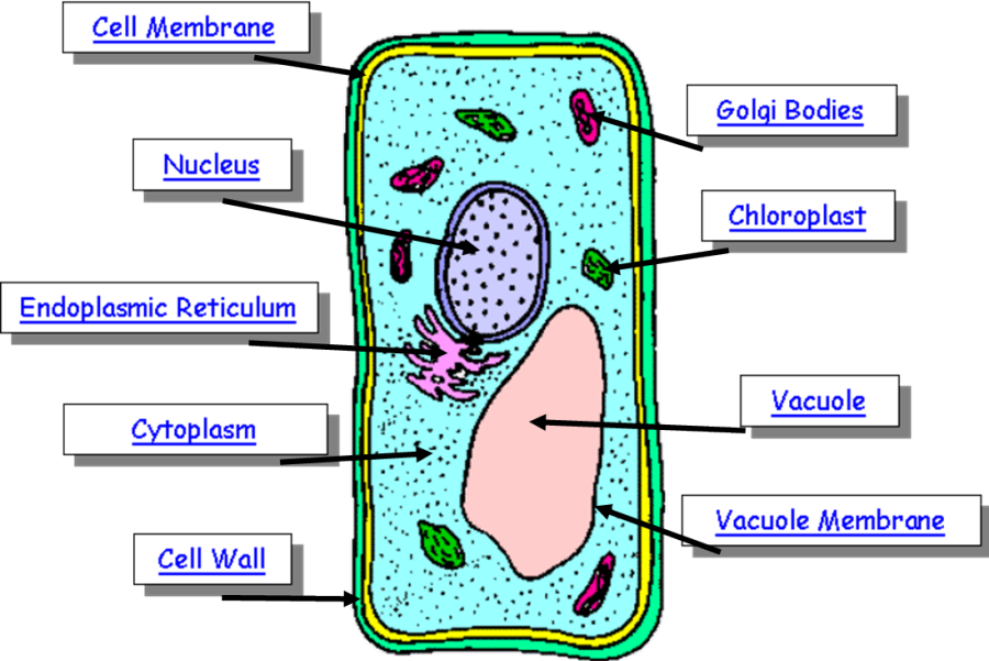 Parts of a Plant Cell