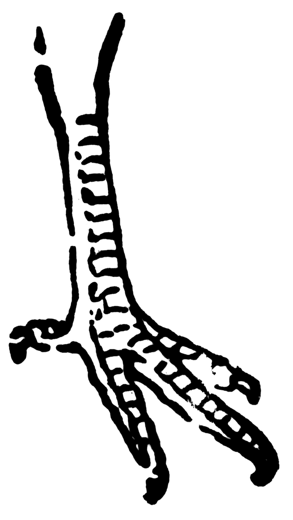 Chicken Tracks Free Clip Art - ClipArt Best