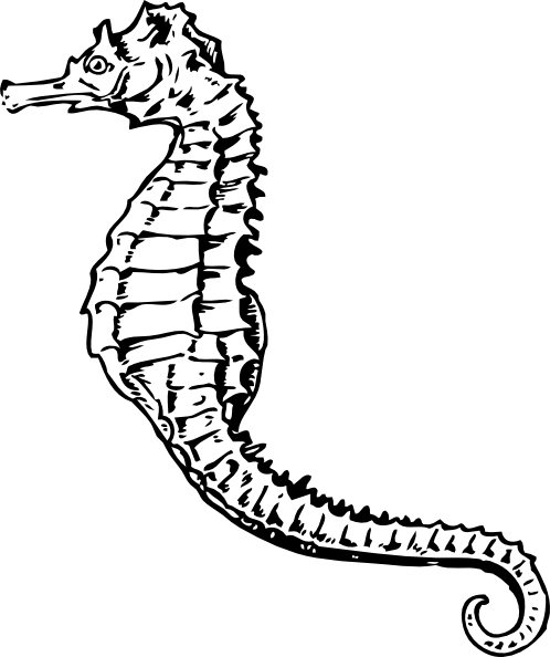 Seahorse clip art - vector clip art online, royalty free &amp; public ...