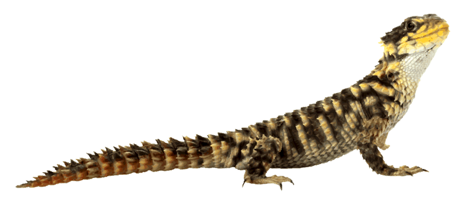 Girdled Lizard