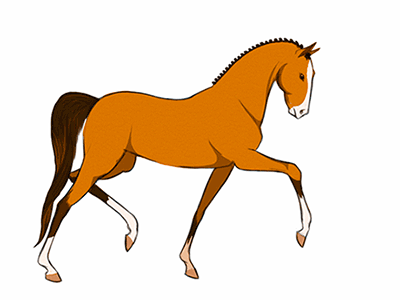Beautiful Animated Horse Gifs at Best Animations