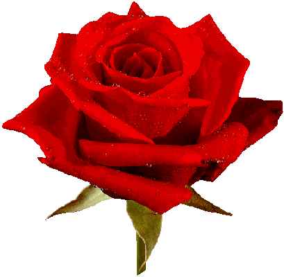 Animated Roses Images | Free Download Clip Art | Free Clip Art ...
