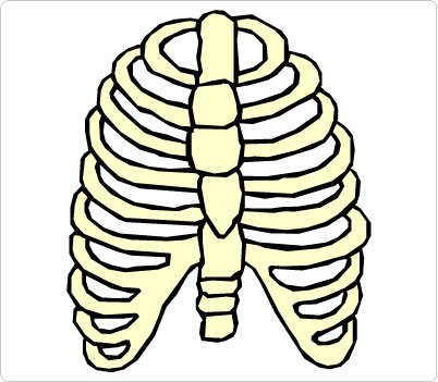 Human ribs clipart