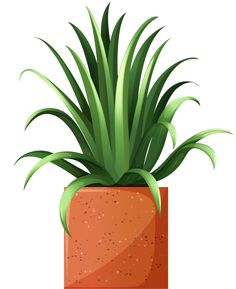 Gardens, Beautiful and Garden plants