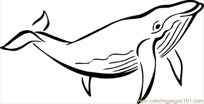 Coloring Book Whale - ClipArt Best