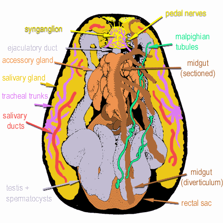 The Paralysis Tick of Australia - Basic Ixodid Tick Anatomy