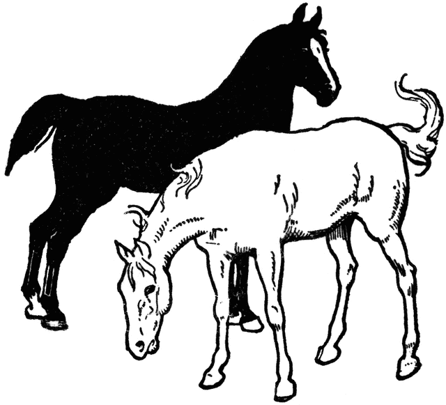 Horse Clip Art Black And White - Free Clipart Images