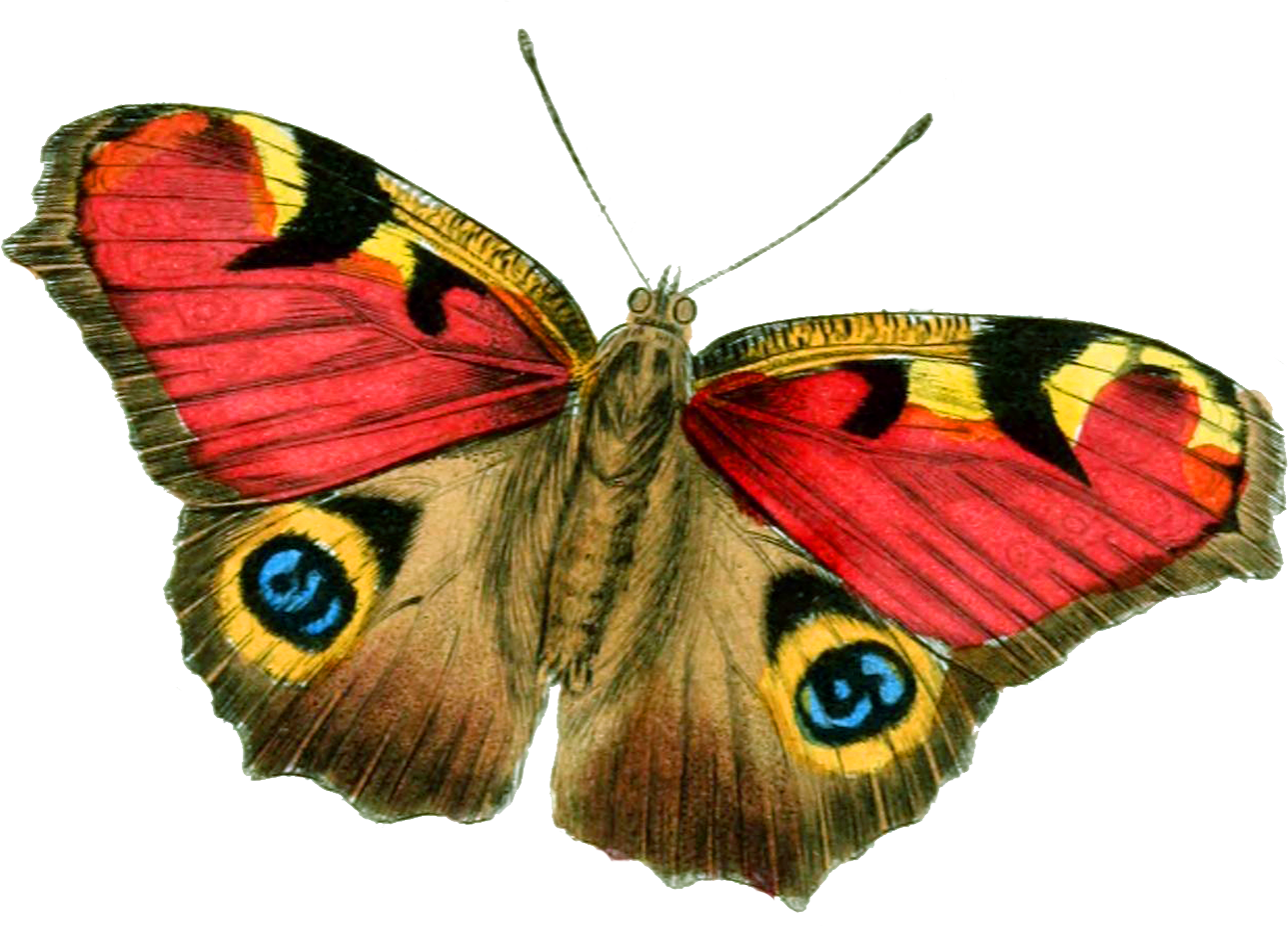 Download PNG image: Butterfly PNG image