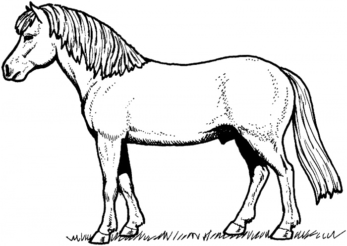 Horses coloring pages | Super Coloring - Part 3