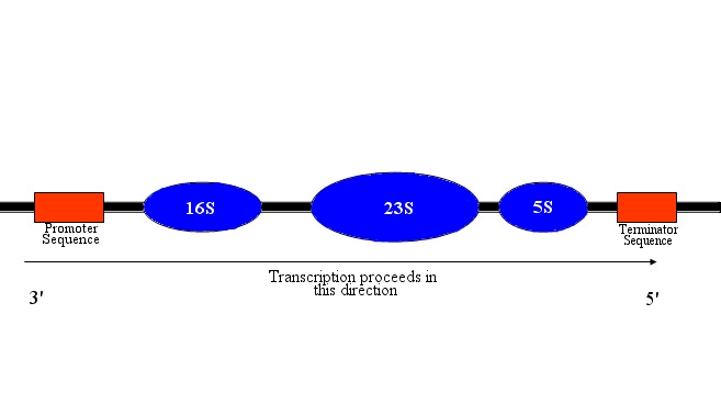 RRNA operon - GcatWiki