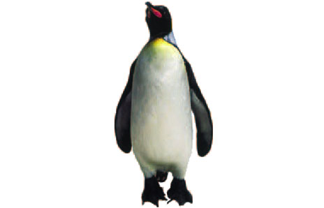 Emperor penguin clipart