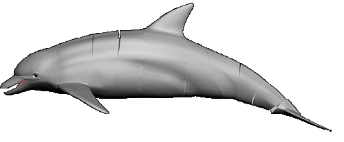 dolphin swimming gif | Tumblr