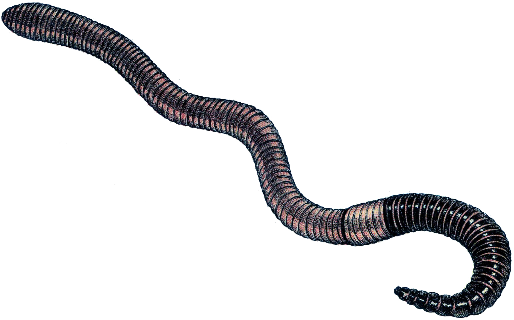 Earthworm Black And White Clipart