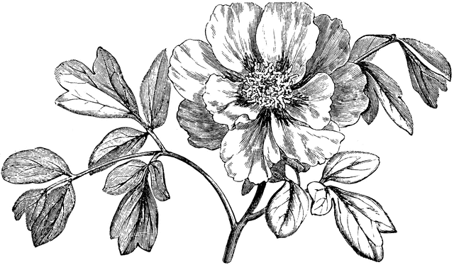 Peony Clipart | Free Download Clip Art | Free Clip Art | on ...
