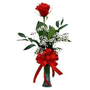 Single Long Stem Rose in a Vase - A Toronto Florist