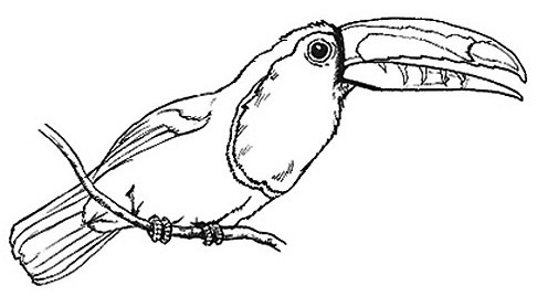 Toucan Clipart