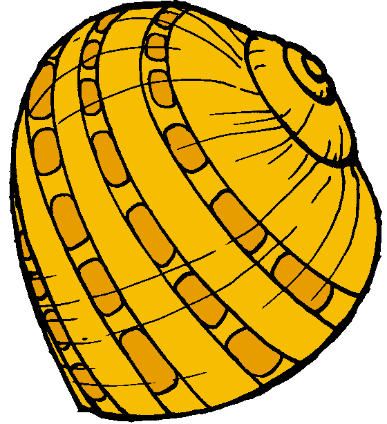 Sea shells clipart free - ClipartFox