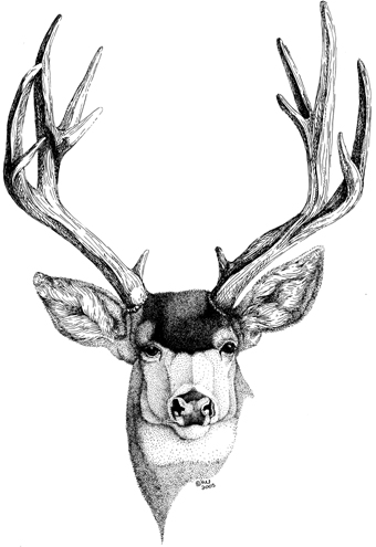 Deer Head Drawings Tumblr 26651 | DFILES