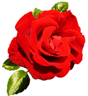 Rose Clipart