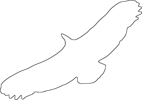 Bird Outline