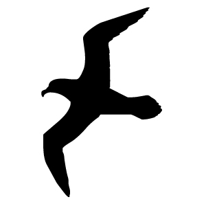 Seagull Outline - ClipArt Best