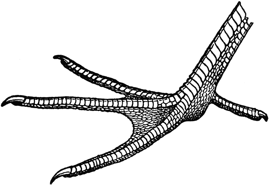 Chicken Feet Clipart