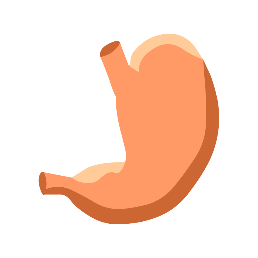 Build-A-Body: Digestive System - GameUp - BrainPOP.
