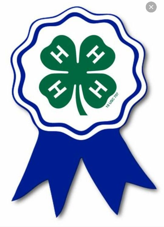 1000+ images about 4-H & FFA | Show steers, 4 h and Youth