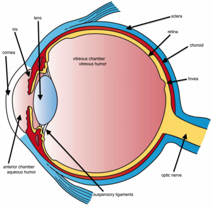 Erectile dysfunction drugs linked to eye problems, vision loss ...