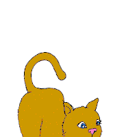 Animated Cat Pictures, Images & Photos | Photobucket