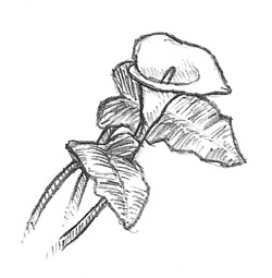 Vector Clip Art Of Outline Lily Black Outline Lily On White ...