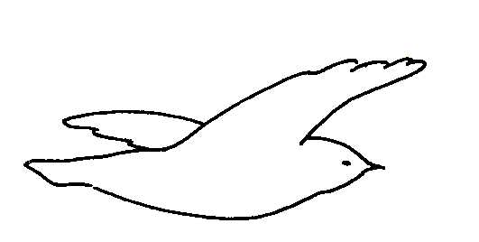 Biological drawings. Bird. Gliding Flight. Birds - Structure ...