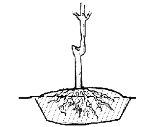 Bare Root Planting Guide | Urban Tree Farm Nursery