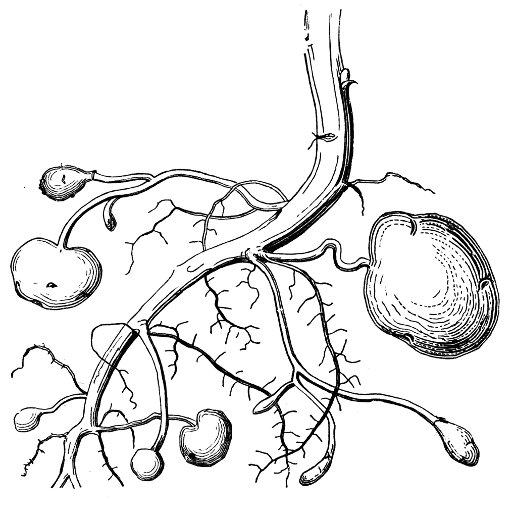 Potato Root | ClipArt ETC