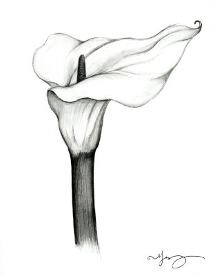 Lily Sketch Drawing at ArtistRising.