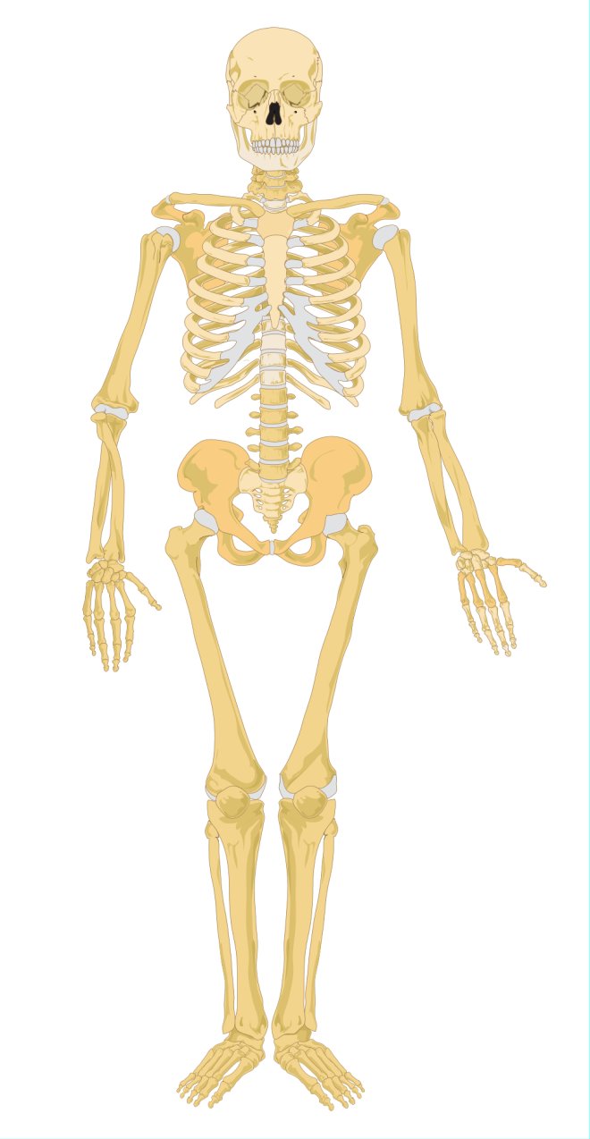 Animals For > Human Skeletal System Diagram Unlabeled