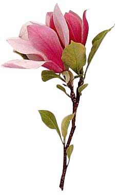 Magnolia Flower Clip Art - Free Clipart Images