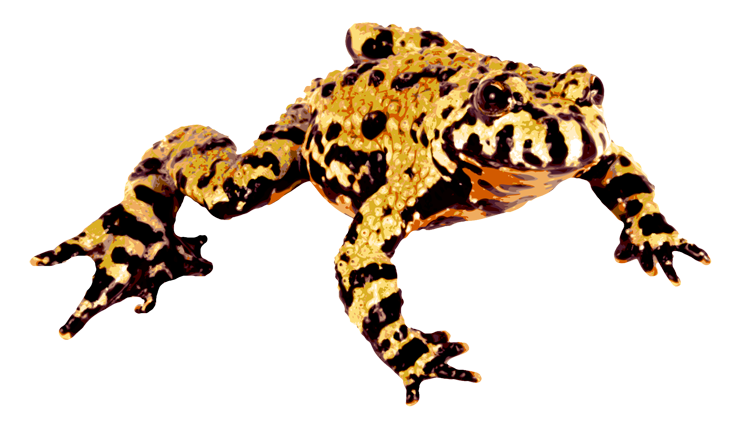 Fire Bellied Frog
