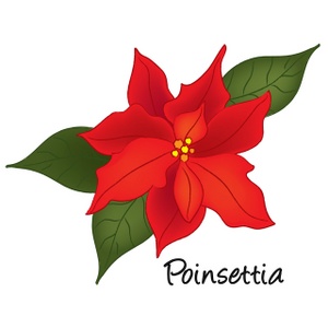 Free Poinsettia Clip Art Image - Poinsettia Flower Drawing with ...