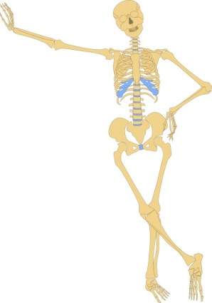 Human Skeleton Outline clip art Free vector in Open office drawing ...
