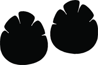 Elephant Stickers | Elephant Decals - Car Stickers