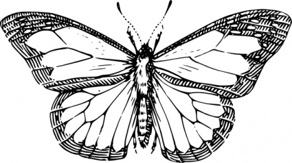 Butterfly clip art - Download free Animal vectors