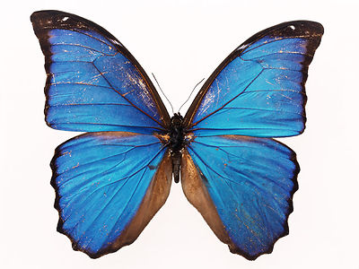 Free Stock Photos | A Blue Butterfly Isolated On A White ...